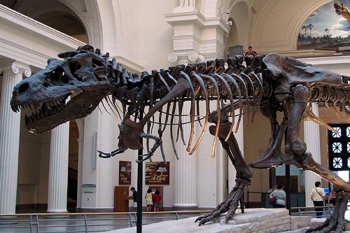 Museu The Field